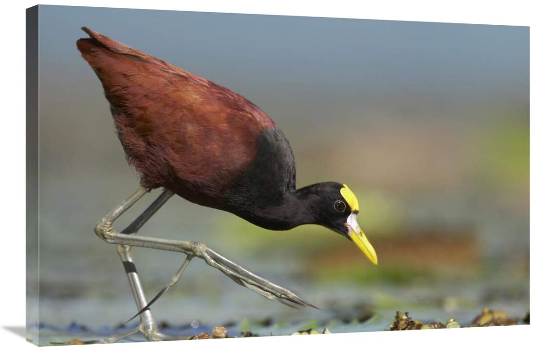 Northern Jacana foraging, Costa Rica-Canvas Art-36x24