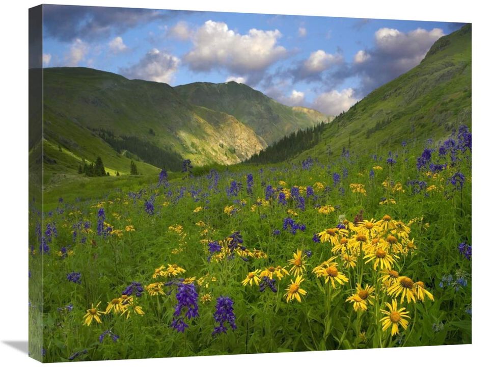 Orange Sneezeweed and Delphinium in American Basin, Colorado-Canvas Art-28x22