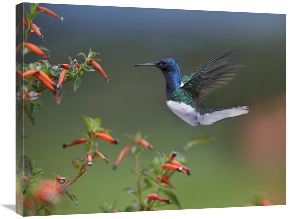 White-necked Jacobin hummingbird, male foraging, Costa Rica-Canvas Art-32x24