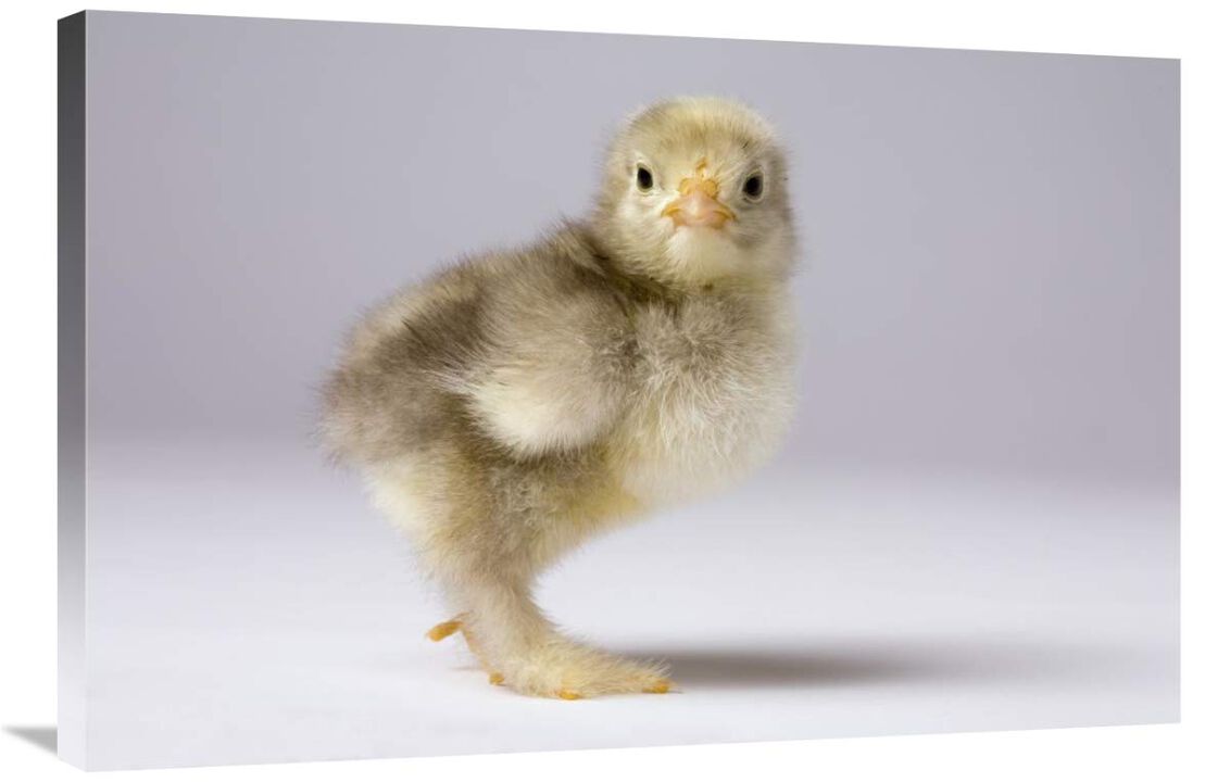 Domestic Chicken, banty morph, about one week after hatching-Canvas Art-36x24