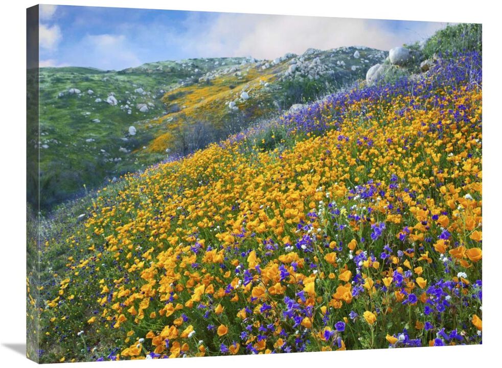 California Poppy and Desert Bluebell flowers, Canyon Hills, Santa Ana Mountains, California-Canvas Art-32x24