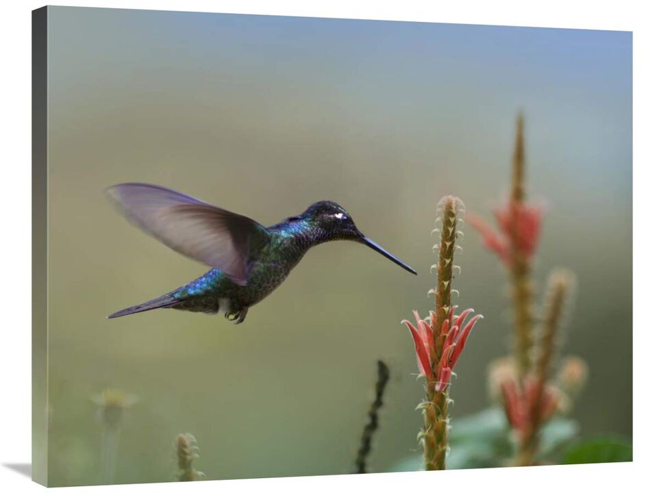 Magnificent Hummingbird male foraging, Costa Rica-Canvas Art-35x28