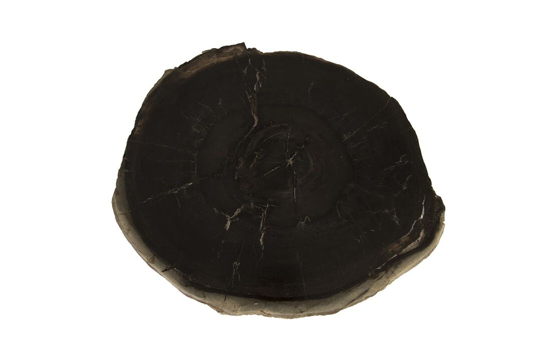 Petrified Wood Coffee Table