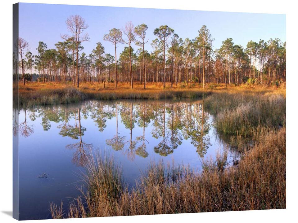 Pines reflected in pond near Piney Point, Hagens Cove, Florida-Canvas Art-40x30