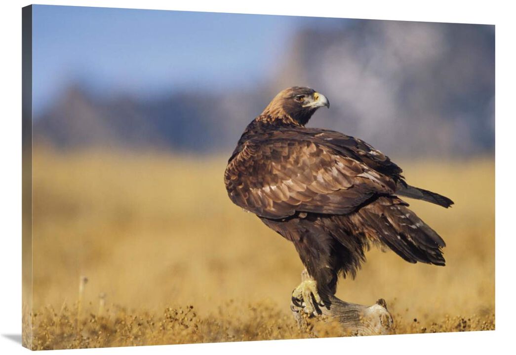 Golden Eagle on a snag, North American-Canvas Art-40x30