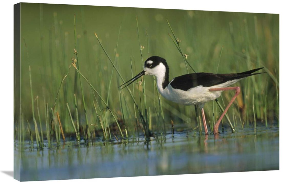 Black-necked Stilt wading through reeds, North America-Canvas Art-36x24