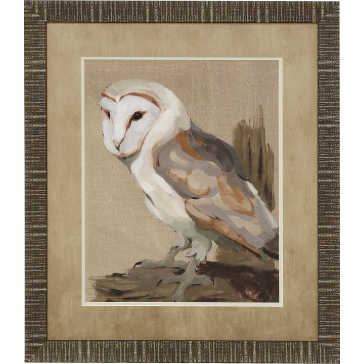 Common Barn Owl II Framed Print