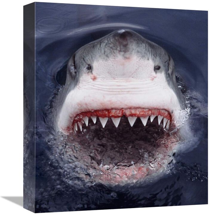Great White Shark at surface, Cape Province, South Africa-Canvas Art-13.76x16