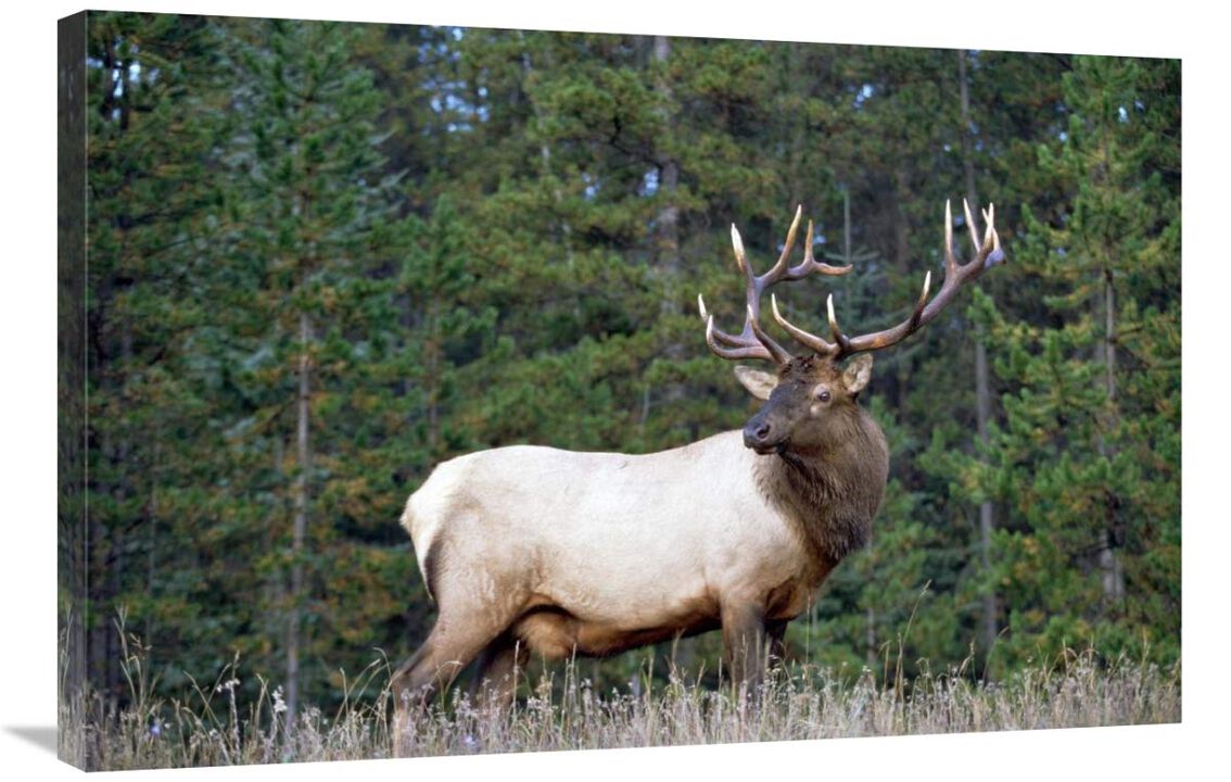 Elk or Wapiti male portrait, North America-Canvas Art-36x24