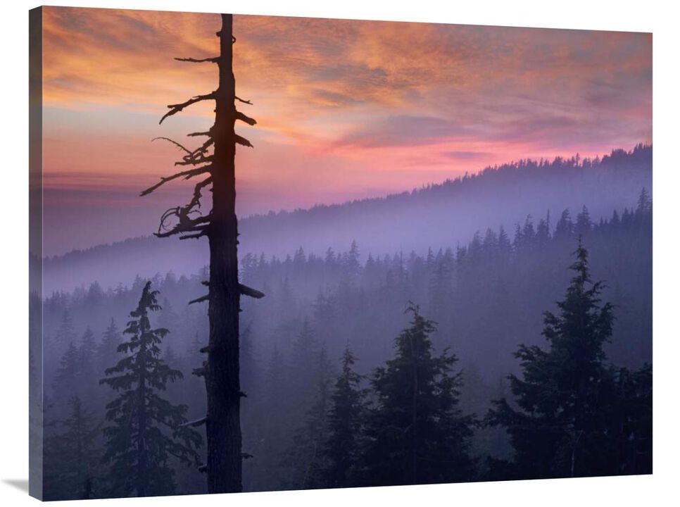 Sunset over forest, Crater Lake National Park, Oregon-Canvas Art-40x30