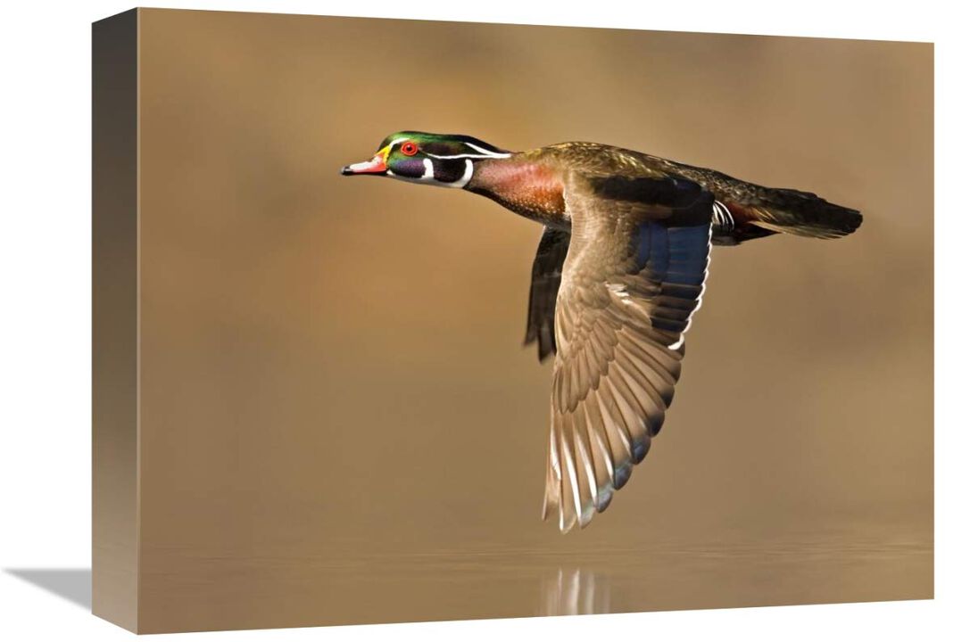 Wood Duck male flying, Lapeer State Game Area, Michigan-Canvas Art-16x12