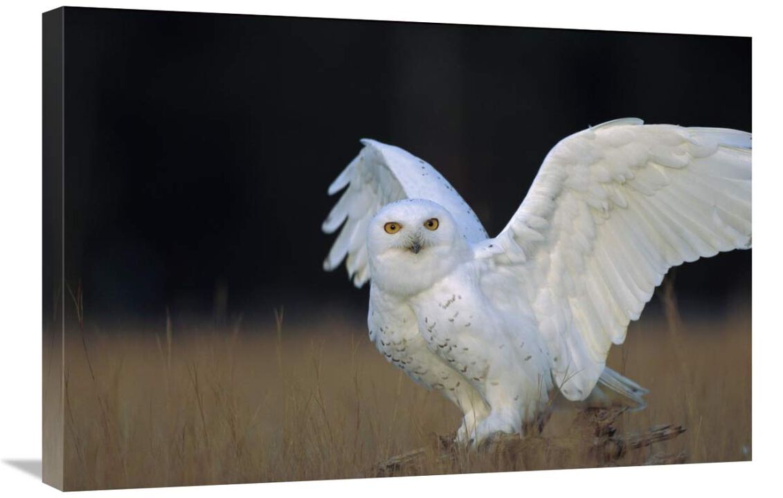 Snowy Owl adult, circumpolar species, British Columbia, Canada-Canvas Art-30x20