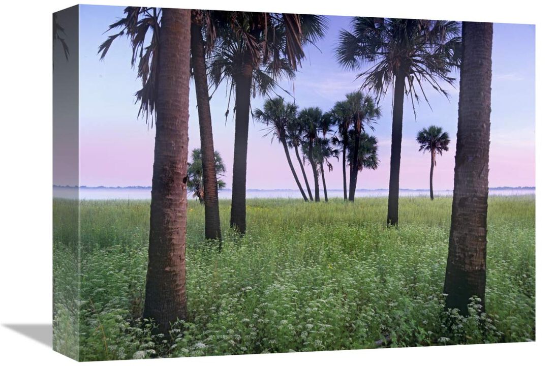 Cabbage Palm meadow, Myakka River State Park, Florida-Canvas Art-16x12
