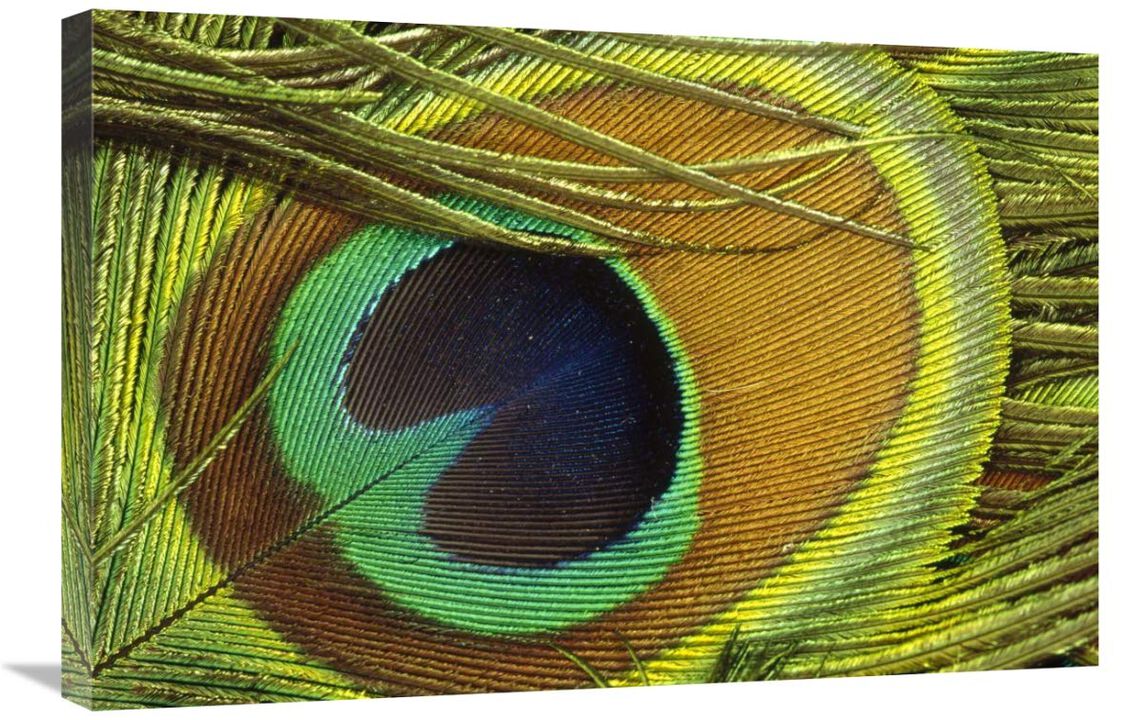 Indian Peafowl male display feathers, native to India and southeast Asia-Canvas Art-30x20