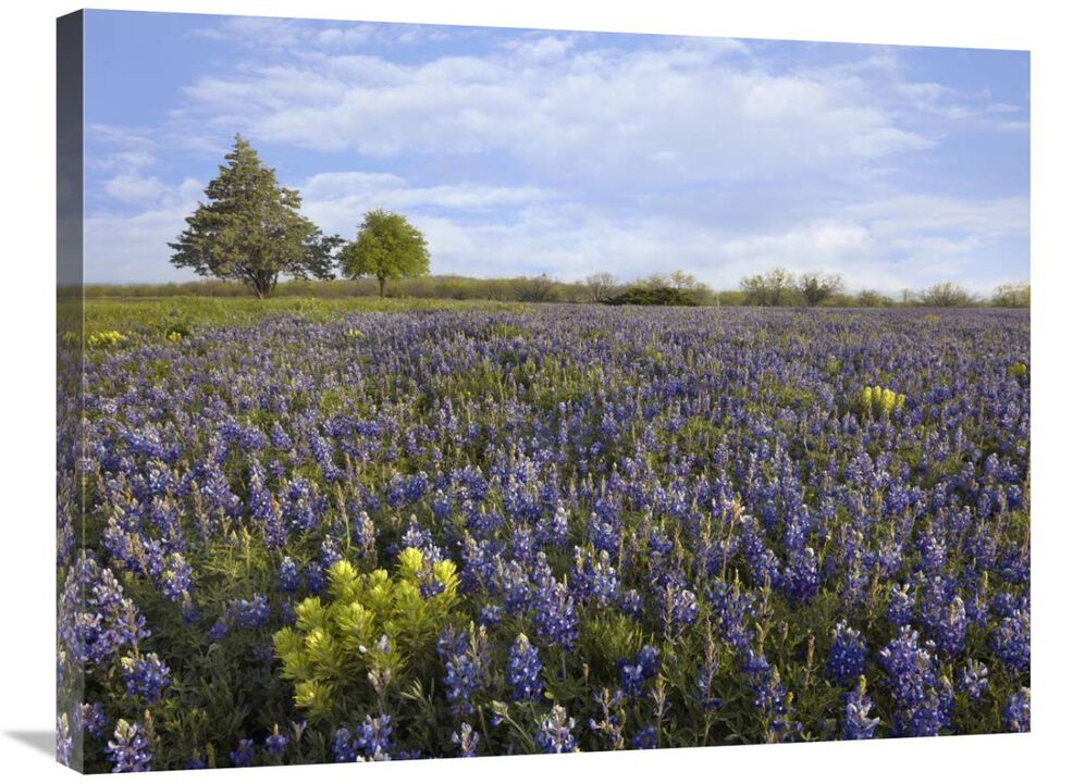 Bluebonnet and Lemon Paintbrush meadow near Albany, Texas-Canvas Art-32x24