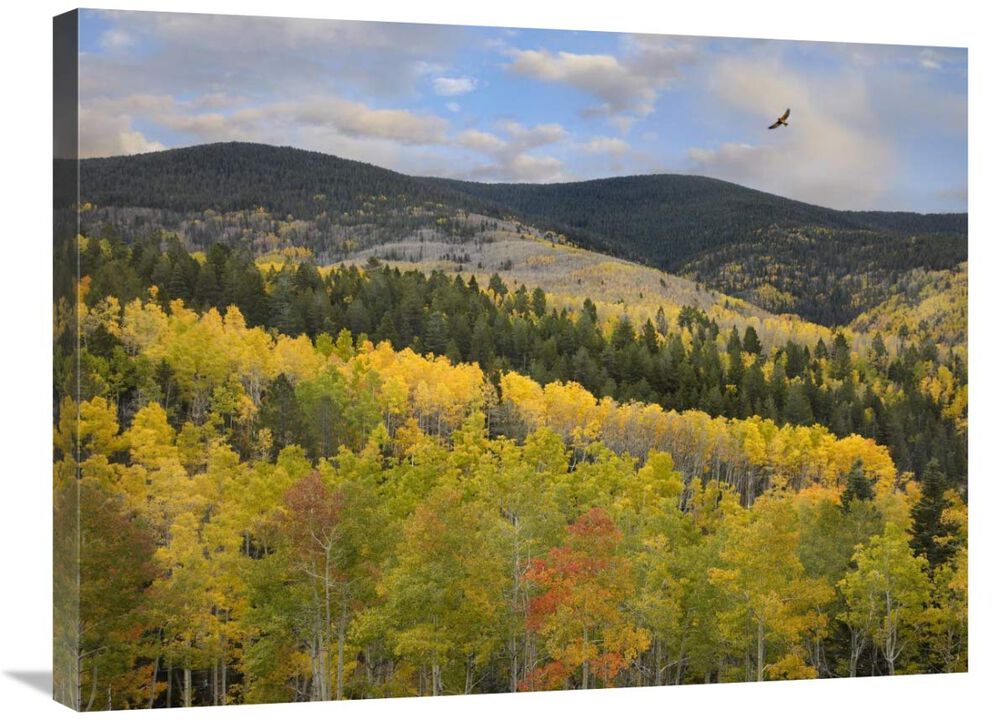 Coopers Hawk, Santa Fe National Forest, Sangre de Cristo Mountains, New Mexico-Canvas Art-32x24