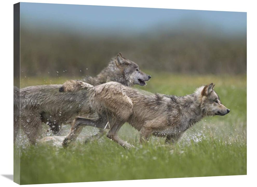 Gray Wolf pair running through water, North America-Canvas Art-32x24