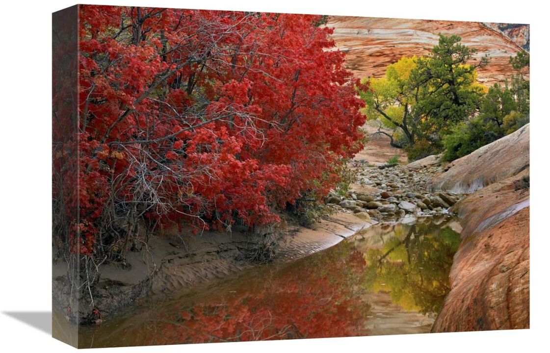 Maple and Cottonwood trees in autumn, Zion National Park, Utah-Canvas Art-16x12