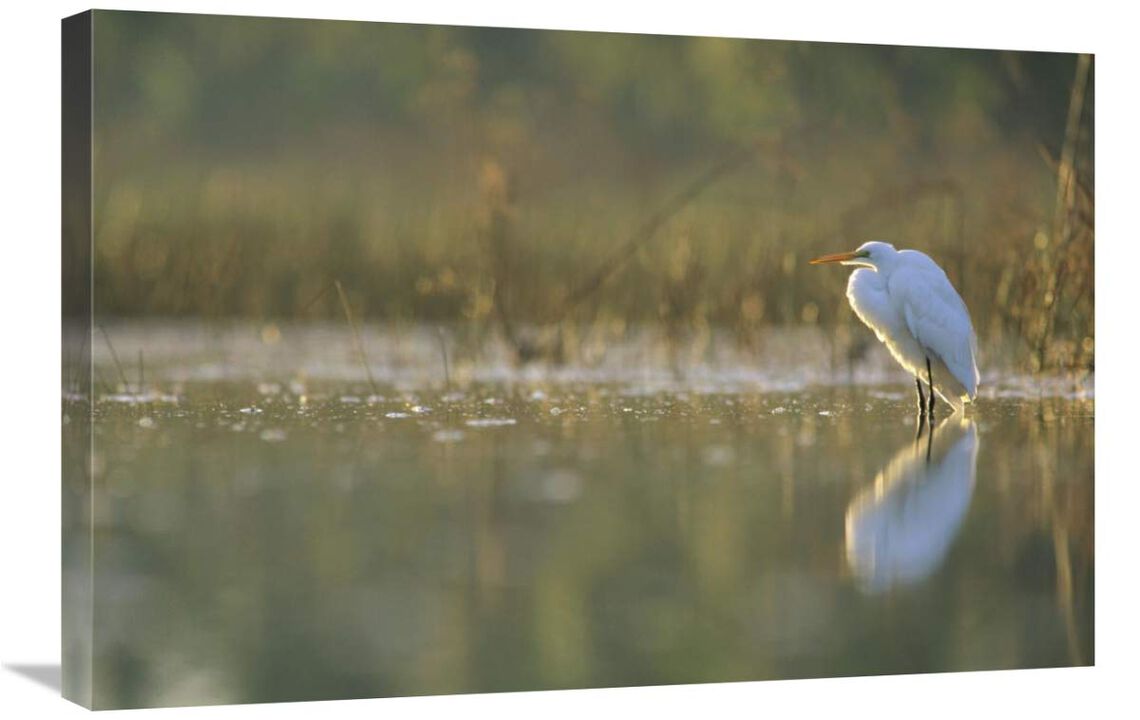 Great Egret backlit in marsh at sunset, North America-Canvas Art-30x20