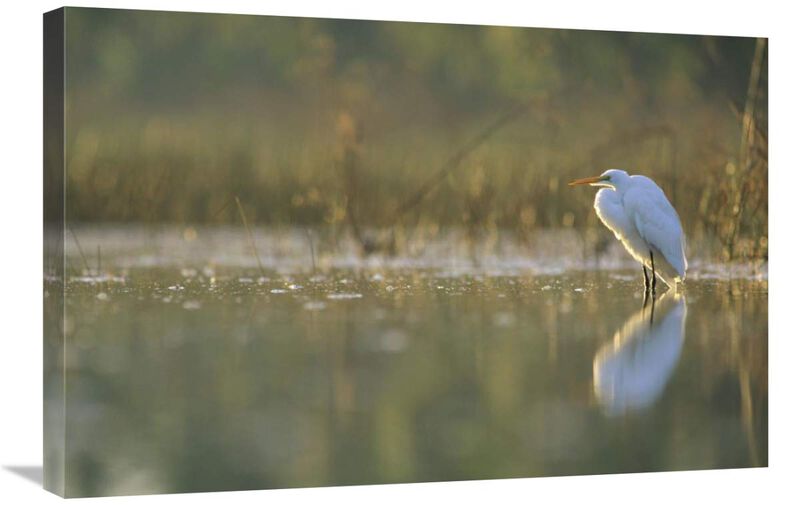Great Egret backlit in marsh at sunset, North America-Canvas Art-30x20