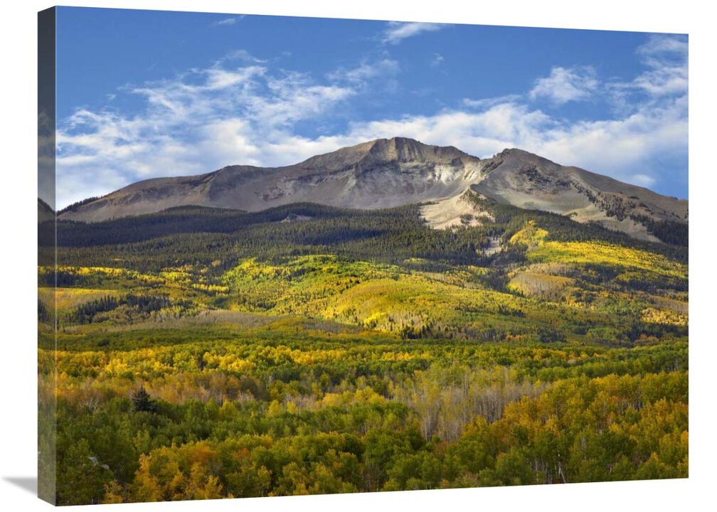 Aspen forest and East Beckwith Mountain, West Elk Wilderness, Colorado-Canvas Art-32x24
