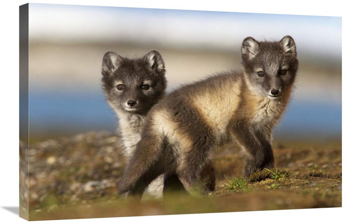 Two Arctic Fox kits on the tundra, Svalbard,Norway-Canvas Art-30x20