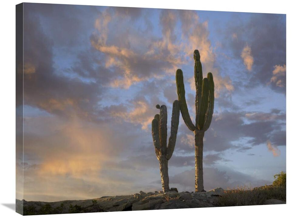 Saguaro cacti, Cabo San Lucas, Mexico-Canvas Art-32x24