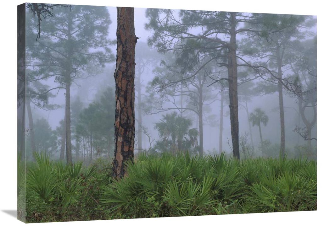 Saw Palmetto and Pine trees in fog, near Estero River, Florida-Canvas Art-32x24