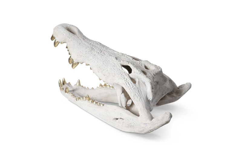 Crocodile Skull