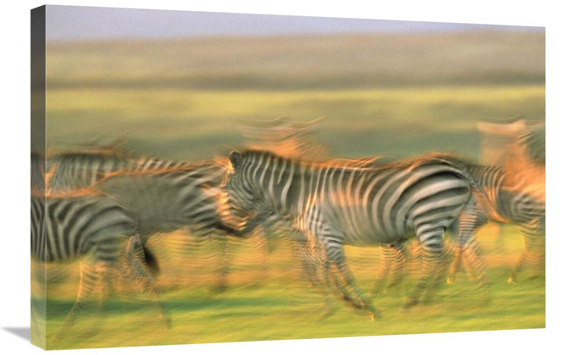 Burchells Zebra group running, Kenya-Canvas Art-30x20