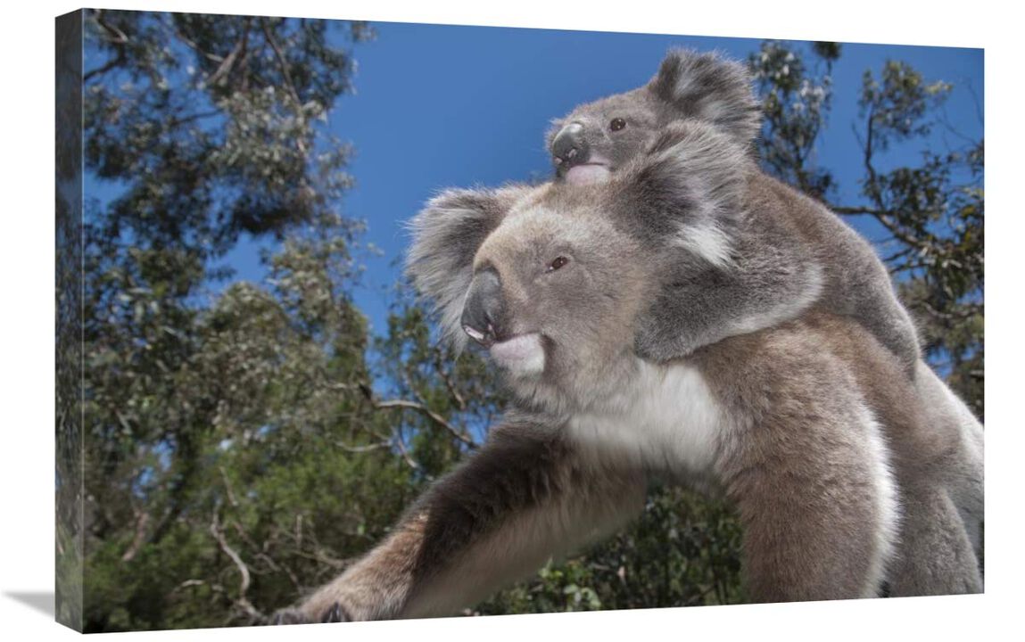 Koala mother carrying young in Gum Tree forest, Victoria, Australia-Canvas Art-30x20