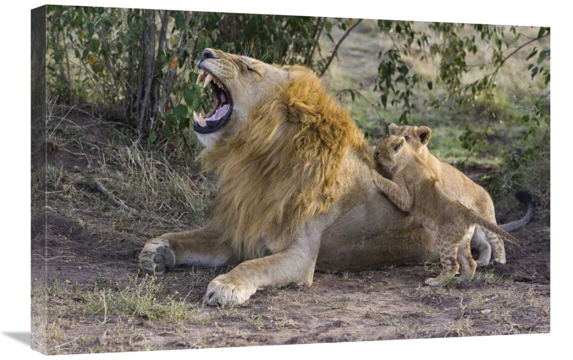 African Lion seven to eight week old cubs playing with adult male, vulnerable, Masai Mara National Reserve, Kenya-Canvas Art-30x20