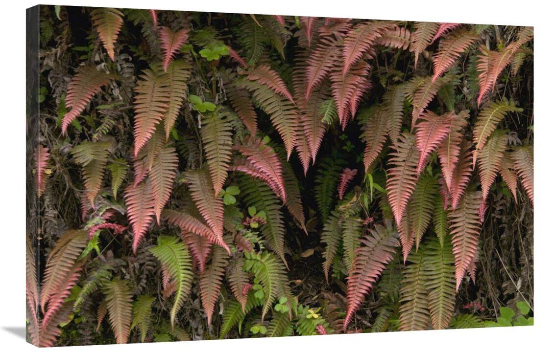 Young ferns in temperate forest, Ecuador-Canvas Art-36x24