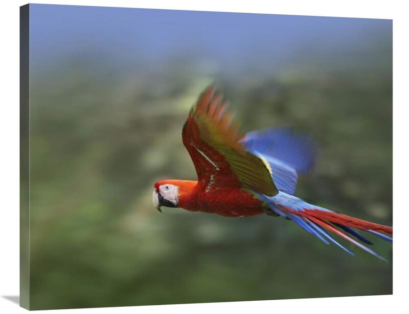 Scarlet Macaw flying, Costa Rica-Canvas Art-35x28
