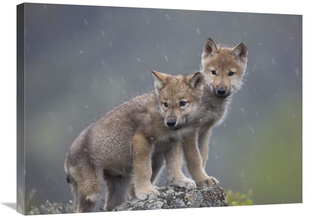 Gray Wolf pups in light snowfall, North America-Canvas Art-32x24