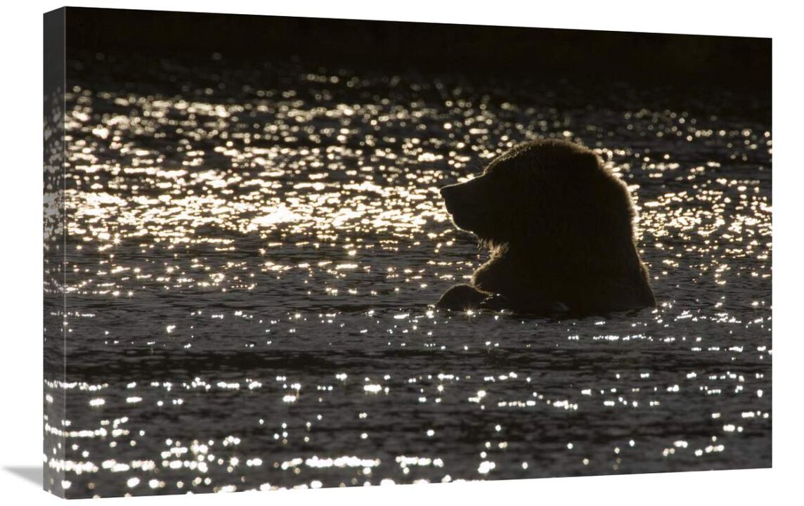 Grizzly Bear in water, Katmai National Park, Alaska-Canvas Art-30x20