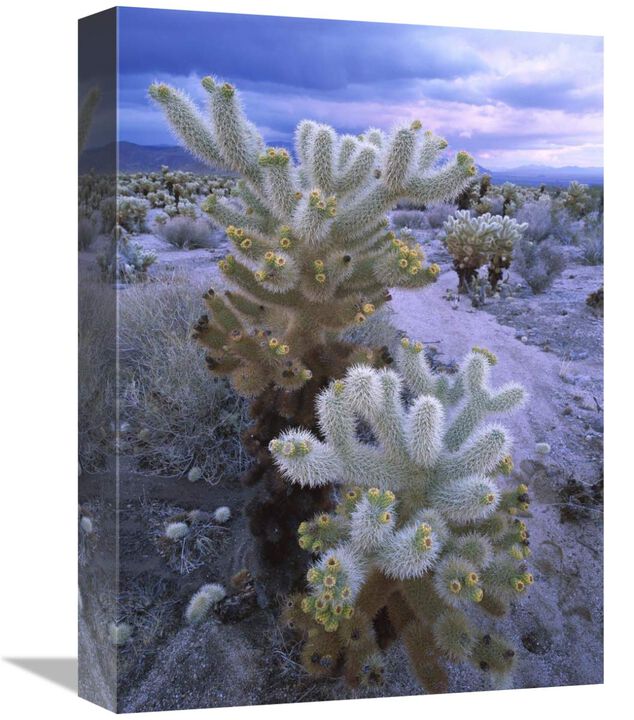 Teddy Bear Cholla or Jumping Cholla under stormy skies, Joshua Tree National Park, California-Canvas Art-12x16