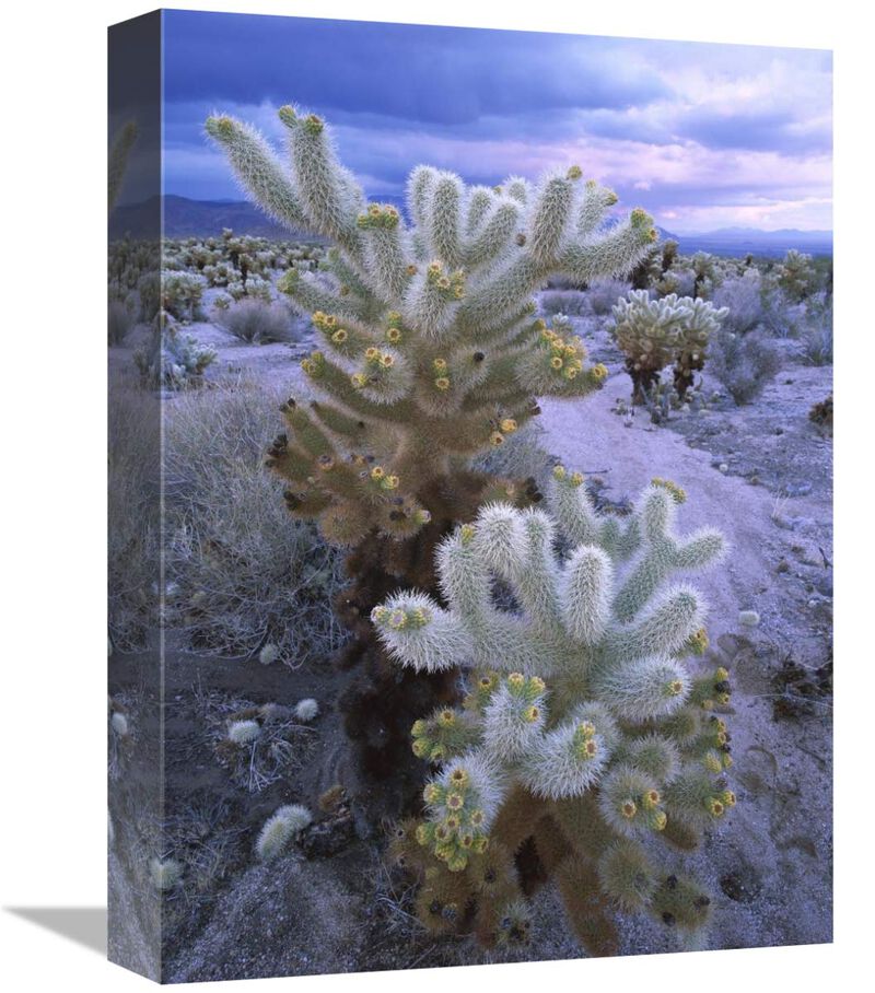 Teddy Bear Cholla or Jumping Cholla under stormy skies, Joshua Tree National Park, California-Canvas Art-12x16