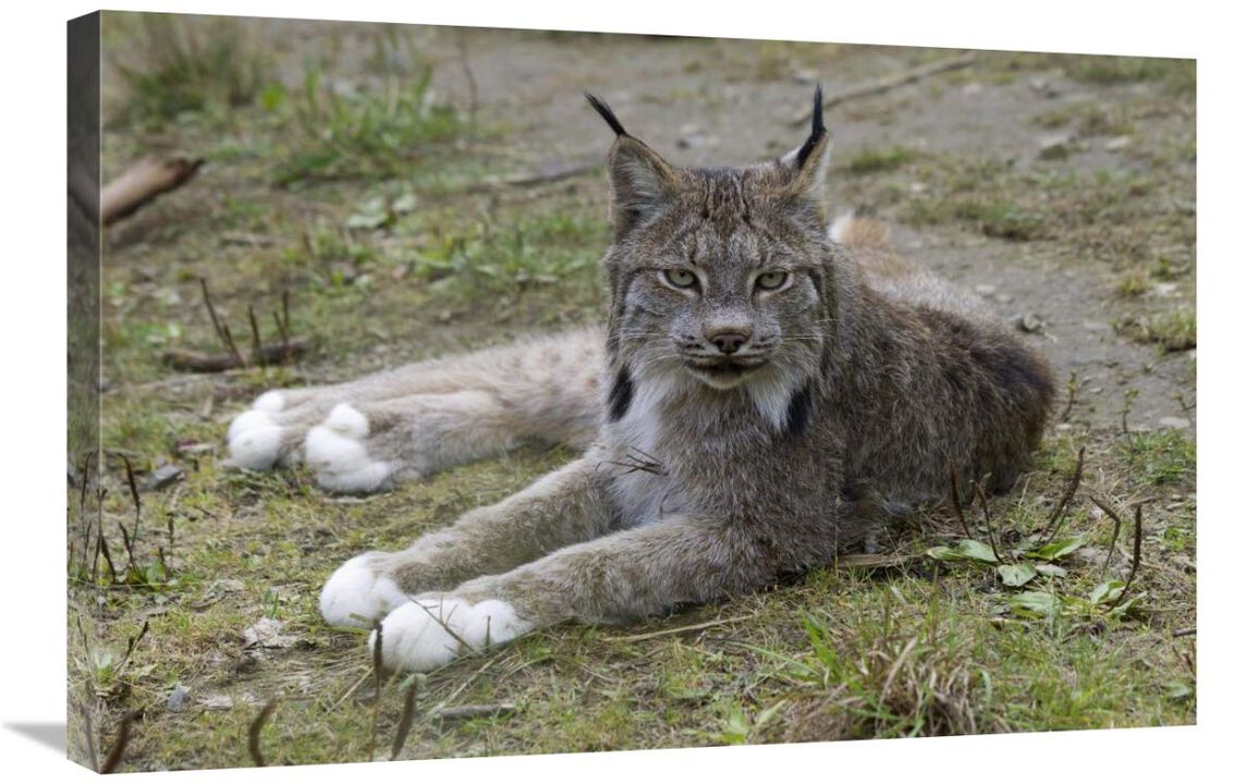 Canada Lynx reclining showng typically large feet, Haines, Alaska-Canvas Art-30x20