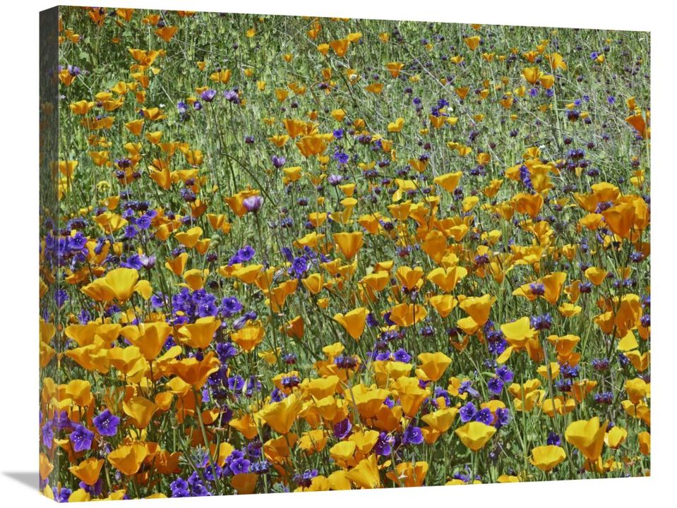 California Poppy and Desert Bluebell flowers, Antelope Valley, California-Canvas Art-28x22