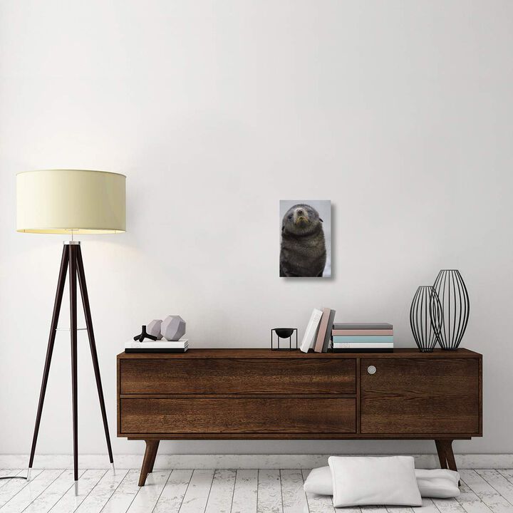 Antarctic Fur Seal 1 to 2 week old pup, Salisbury Plain, South Georgia-Canvas Art-12x18