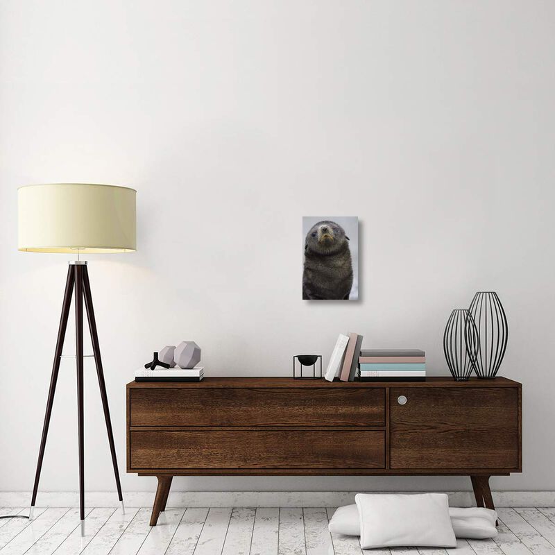 Antarctic Fur Seal 1 to 2 week old pup, Salisbury Plain, South Georgia-Canvas Art-12x18