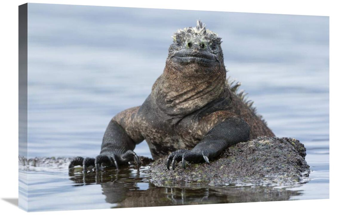 Marine Iguana on rock in shallow water, Galapagos Islands, Ecuador-Canvas Art-30x20