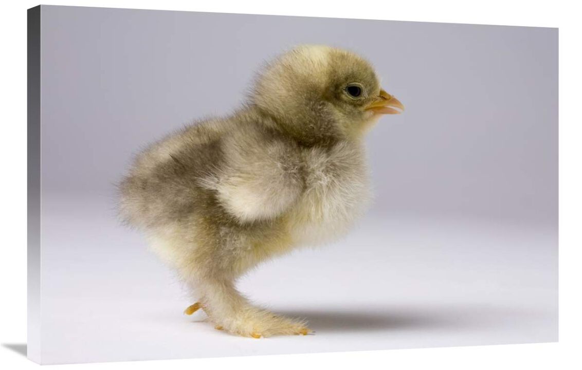 Domestic Chicken, banty morph, about one week after hatching-Canvas Art-36x24