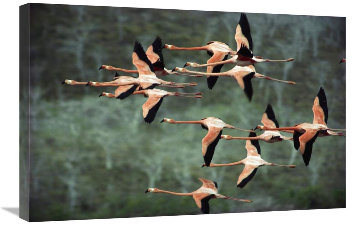 Greater Flamingo group courtship flight, Punta Cormorant, Floreana Island, Galapagos Islands, Ecuador-Canvas Art-30x20