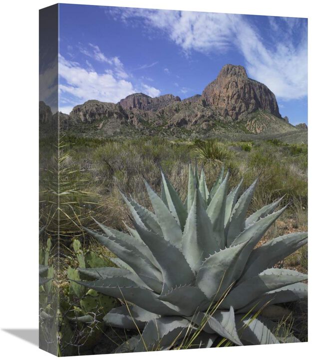 Agave below Emory Peak, Chisos Mountains, Big Bend NP, Texas-Canvas Art-12x16
