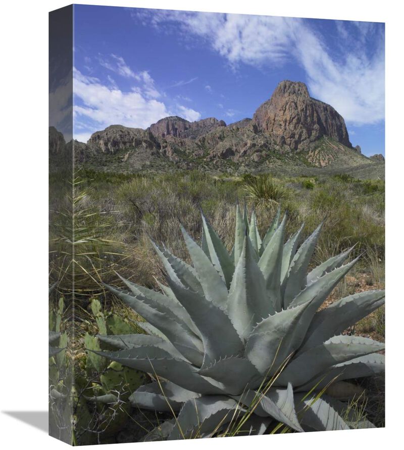 Agave below Emory Peak, Chisos Mountains, Big Bend NP, Texas-Canvas Art-12x16