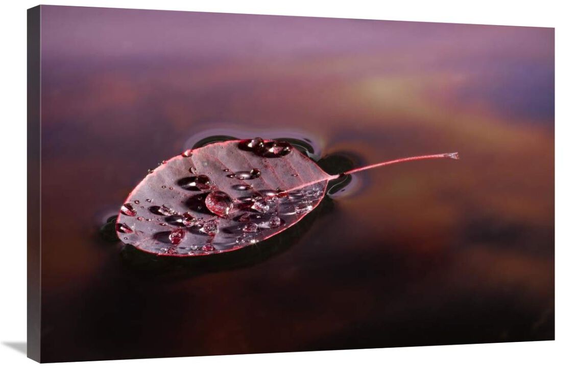 European Smoketree leaf floating with sunset reflections, western Oregon-Canvas Art-36x24