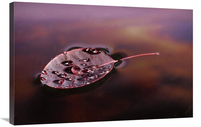 European Smoketree leaf floating with sunset reflections, western Oregon-Canvas Art-36x24