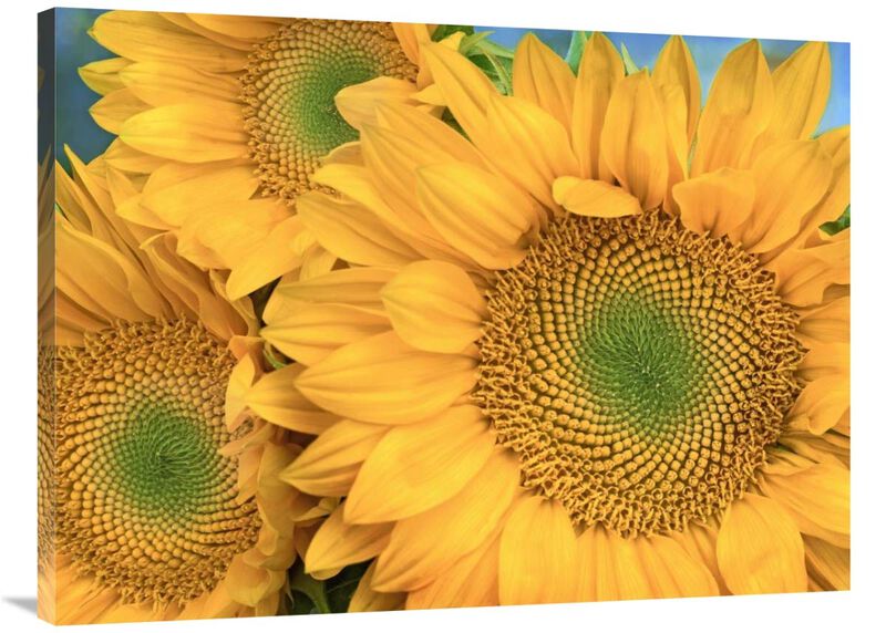 Common Sunflower group showing symmetrical seed heads, North America-Canvas Art-40x30